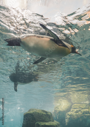 Penguin in water © Parker
