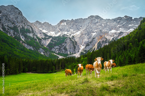 Herd of cows on the summer alpine green fields  Slovenia