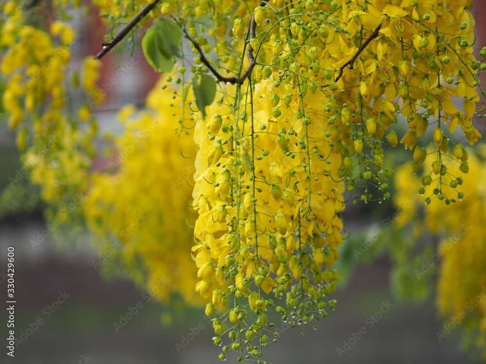 Fototapeta premium Cassia fistula, Golden Shower Tree, Yellow flowers in full bloom with rain drops after rainfall beautiful in garden blurred of nature background