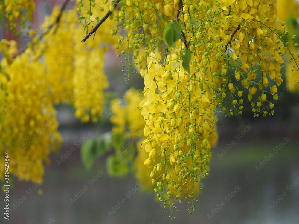 Cassia fistula, Golden Shower Tree, Yellow flowers in full bloom with rain drops after rainfall beautiful in garden blurred of nature background Cassia fistula, Golden Shower Tree, Yellow flowers in full bloom with rain drops after rainfall beautiful in garden blurred of nature background