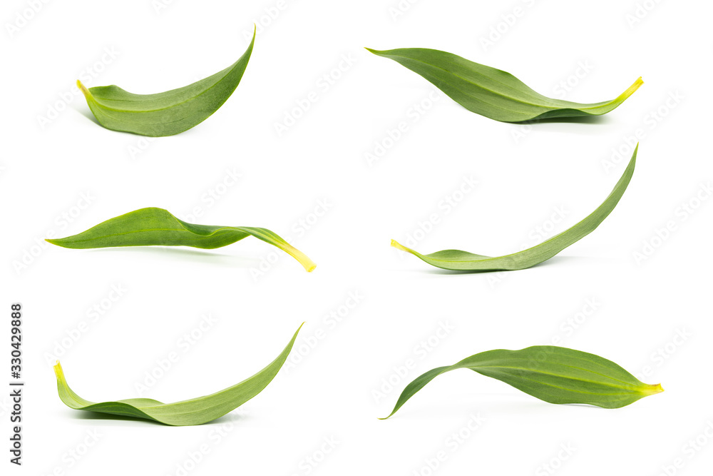 Set of beautiful fresh lily leaves isolated on white background Set of beautiful fresh lily leaves isolated on white background