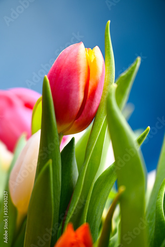 Wunderschöne farbenfrohe Tulpen vor blauem Himmel zu Ostern