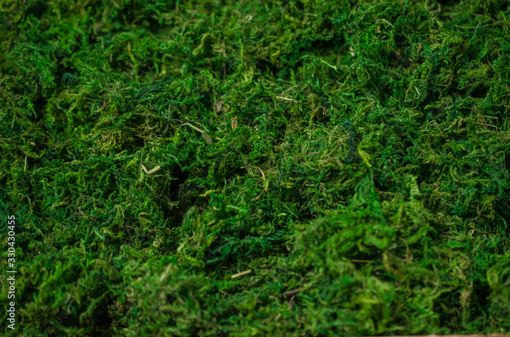 Fresh green moss texture, background