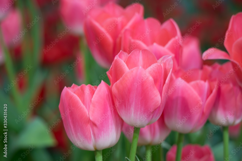 Beautiful bright pink tulips blooming in the garden. Selective Focus. Nature Flower Background.