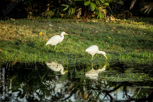 Two White Egret wading in the lake and hunting.
 photo