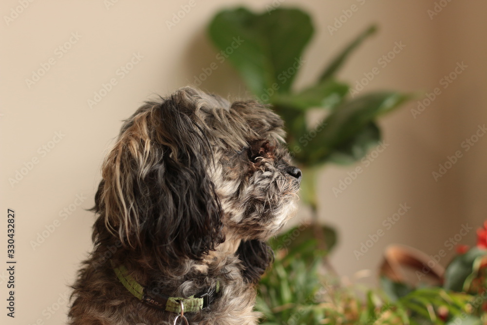 custom made wallpaper toronto digitalA small cute curly haired gray brown maltese poodle cross breed dog sitting and resting on it's colorful cushion comfortable in the family home