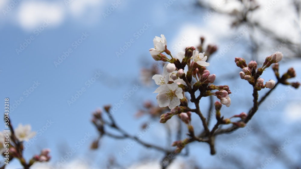 桜 桜