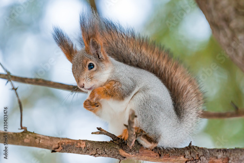 A grey squirrel sits on a spruce branch in a coniferous forest in winter