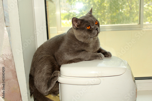 Bild auf Leinwand Funny cat lying on multicooker