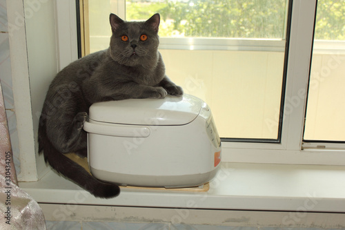 Photos Funny cat lying on multicooker
