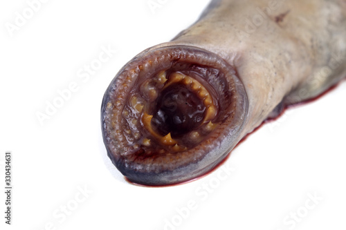 Lamprey fish teeth. This fish is vampire