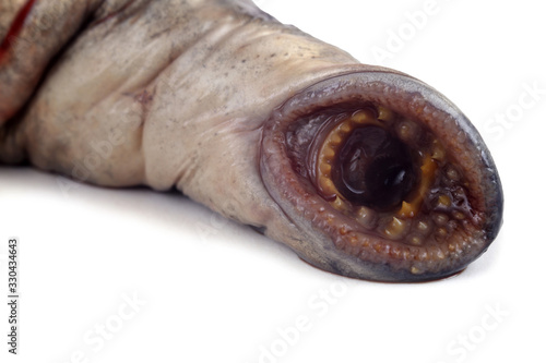 Lamprey fish teeth. This fish is vampire