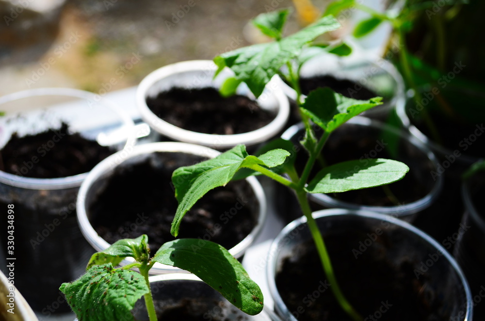 Cucumbers seedling potted on the window Cucumbers seedling potted on the window