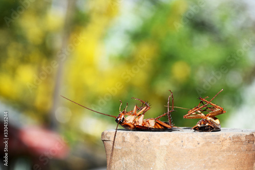 Dead cockroaches on a blurred background