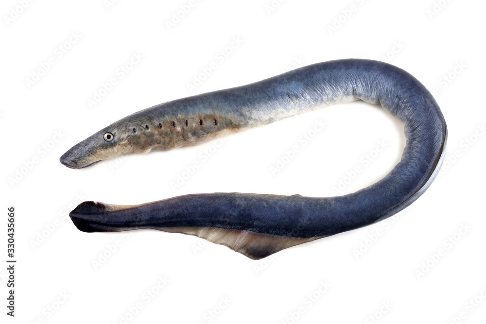 Lamprey fish. Vampire. It stick to another fishes and drink its blood and eat meat. This fish is delicacy. Lamprey fish. Vampire. It stick to another fishes and drink its blood and eat meat. This fish is delicacy.