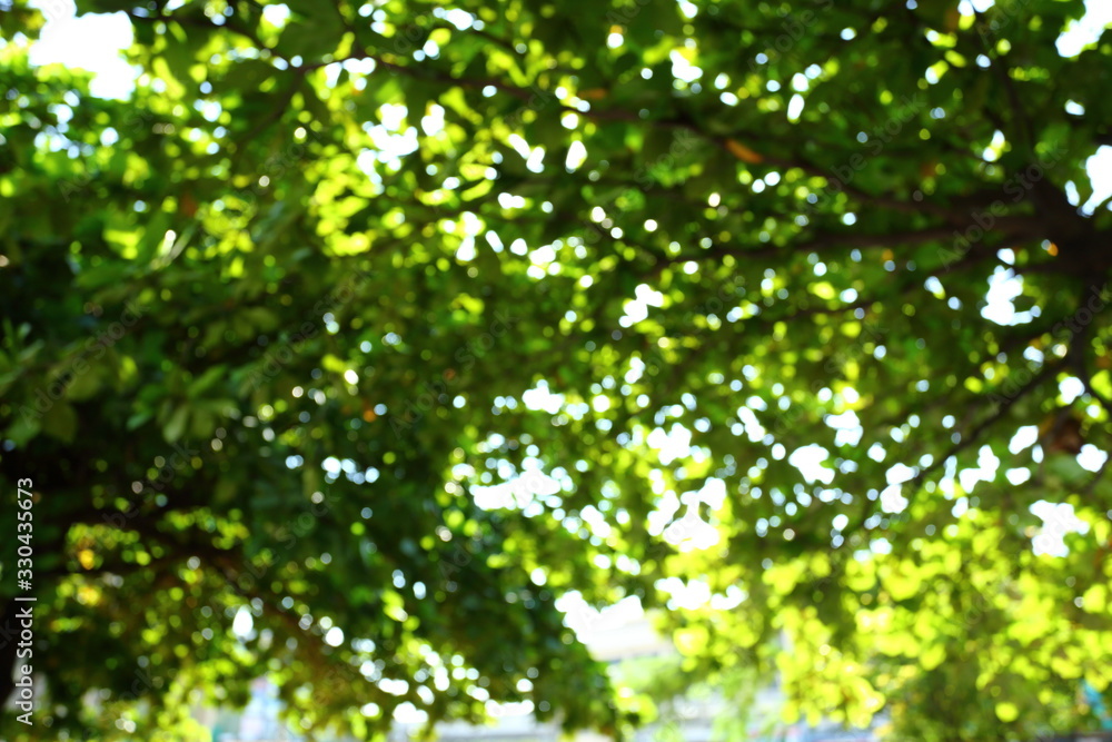 image blur green nature background image blur green nature background