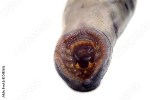 Fototapeta Naklejka Na Ścianę i Meble -  Lamprey fish mouth. Vampire. It stick to another fishes and drink its blood and eat meat. This fish is delicacy.