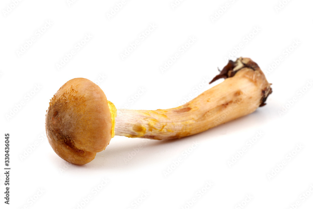 Honey agaric mushroom Honey agaric mushroom