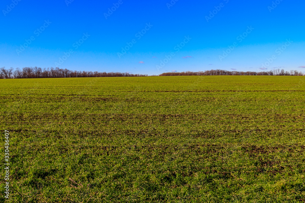 Field of young green wheat at spring