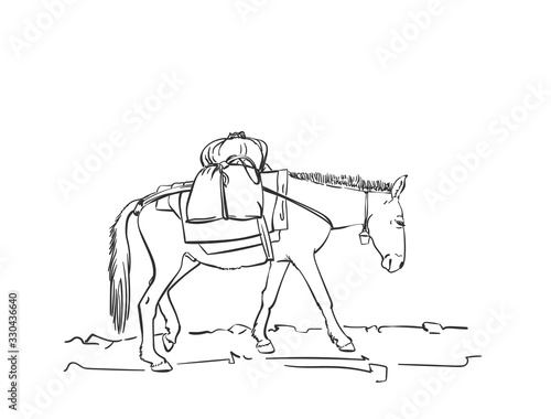 Mule is carrying load on his back  This type of cargo transport widely used in himalayas  Vector sketch  Hand drawn linear illustration