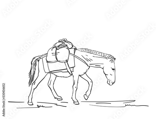 Mule is carrying load on his back, This type of cargo transport widely used in himalayas, Vector sketch, Hand drawn linear illustration