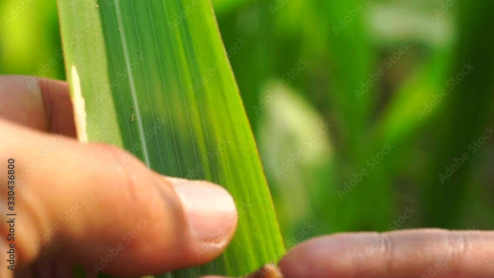 Insects hiding in the corn plant,Corn damage by insect and pest. Insects hiding in the corn plant,Corn damage by insect and pest.