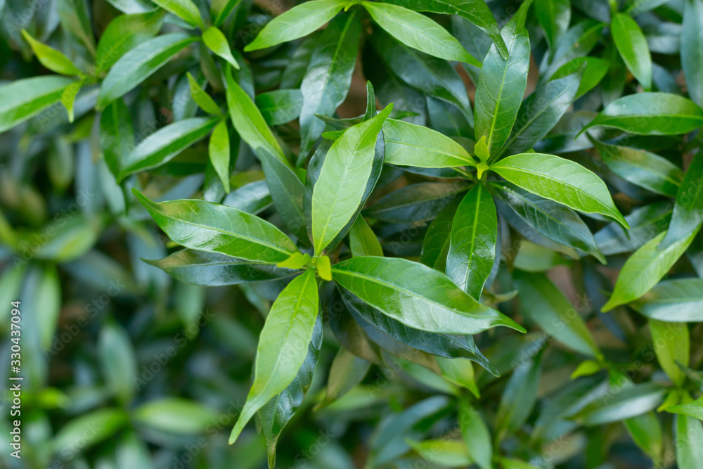 Obraz premium Leaves of Gardenia jasminoides.