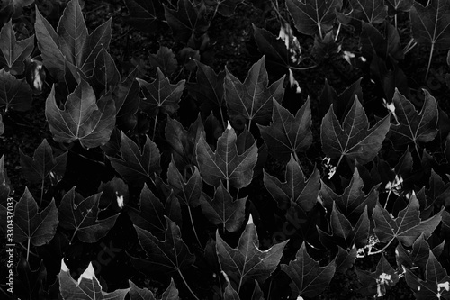 나뭇잎 패턴 흑백 질감