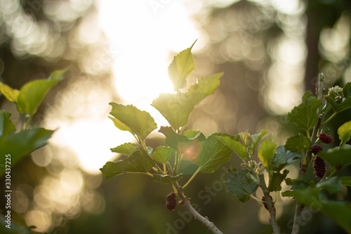 Backlit photos of mulberry trees in the evening.With bokeh obtained from the sun as a backdrop.