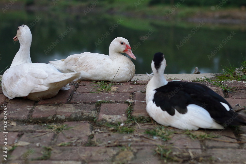 Obraz premium Three Ducks Gathering Together