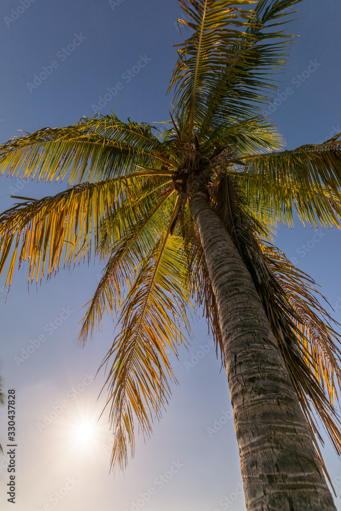 Fototapeta premium palm trees on background of blue sky with clouds