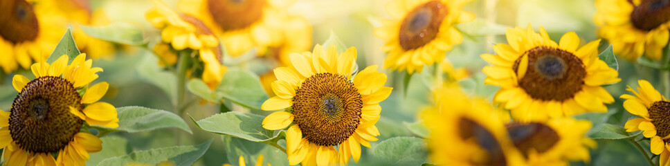 Sierkussen Geel Zonnebloem in zonnige tuin  © Fahkamram