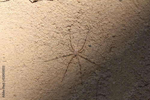 Spinne in Sri Lanka - Hersilia savignyi - Two-tailed Spider photo
