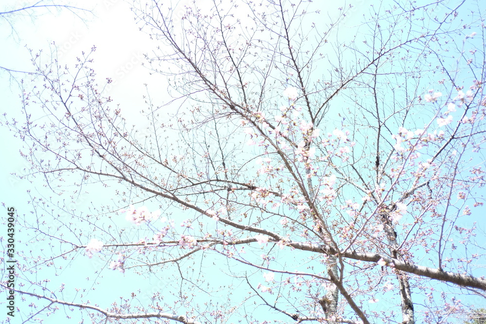 cherry bloosom cherry bloosom