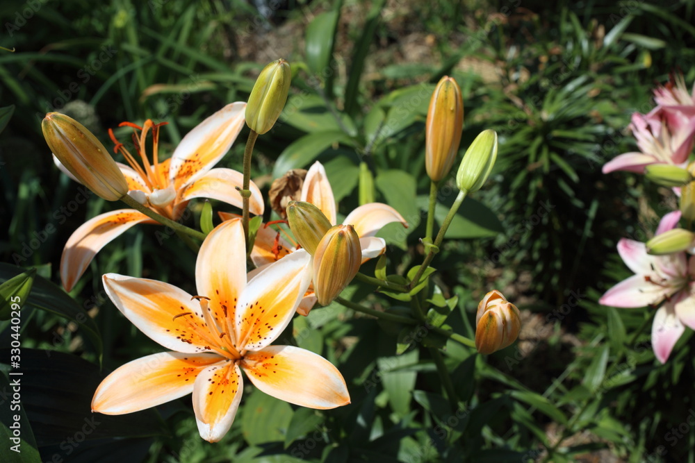 Orange lilies