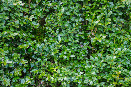 Boxwood or Buxus sempervirens bush in the garden, decorative plant, close-up texture of green leaves, evergreen shrub, natural pattern © Len0r