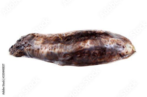 Sea cucumber (cucumaria)