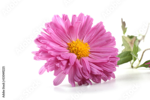 Pink chrysanthemum