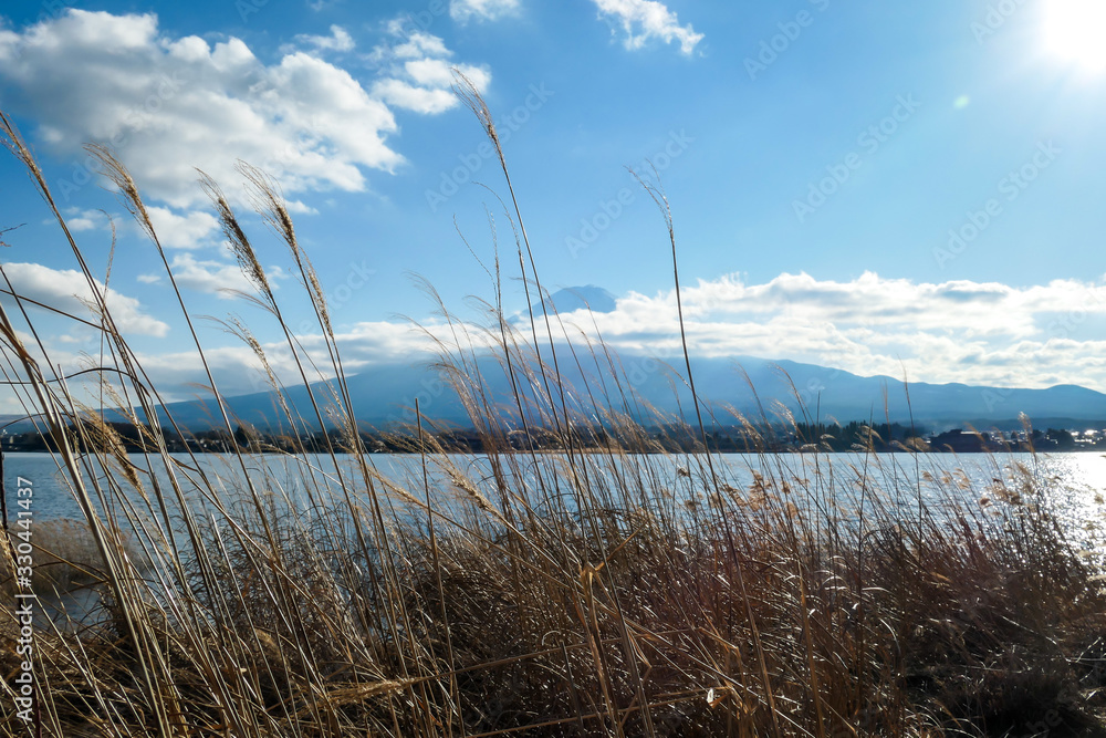Fototapeta premium An idyllic view on Mt Fuji from the side of Kawaguchiko Lake, Japan. The volcano is surrounded by clouds. Dried, golden grass on the shore of the lake. Serenity and calmness. Bright and clear day.