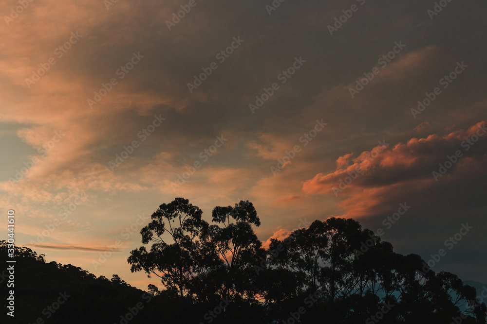orange sunset over eucalyptu gum tree bush