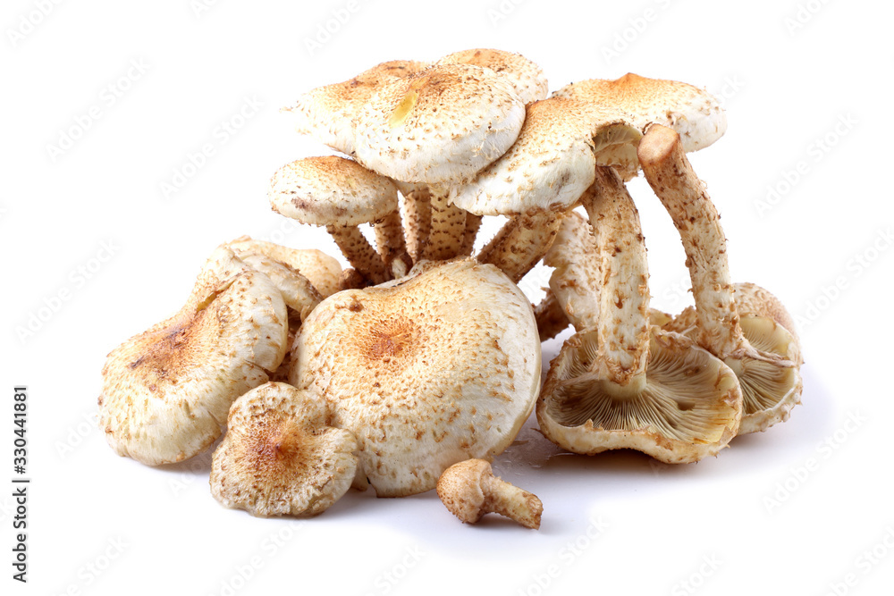 Honey agaric mushrooms (Pholiota squarrosa variety)