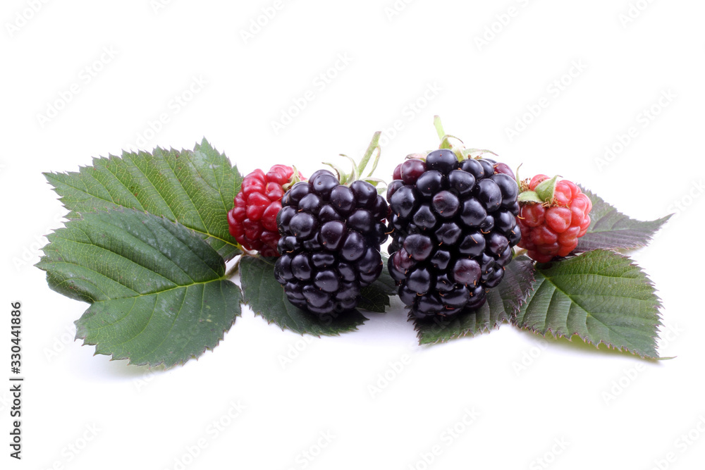 Blackberries on leaves Blackberries on leaves