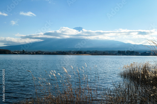 An idyllic view on Mt Fuji from the side of Kawaguchiko Lake, Japan. The volcano is surrounded by clouds. Dried, golden grass on the shore of the lake. Serenity and calmness. Bright and clear day.