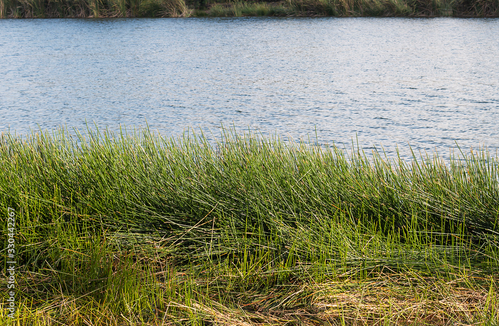 Obraz premium Grass is a thick bush on the edge of the lake.
