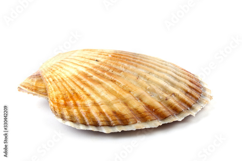 Scallop