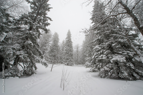 snow-covered, coniferous, white forest, after a night of snowfall and a waving path among fir trees