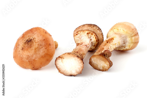 Three honey agaric mushrooms