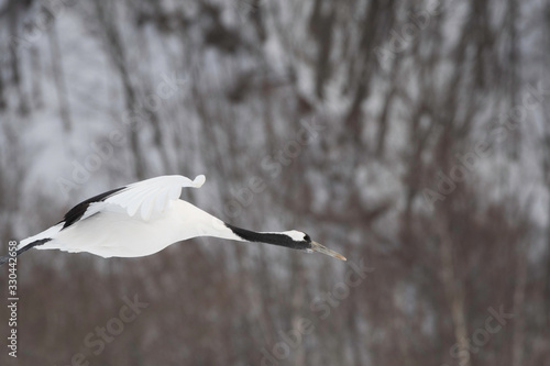 Red-crowned crane flying in Tsurui village