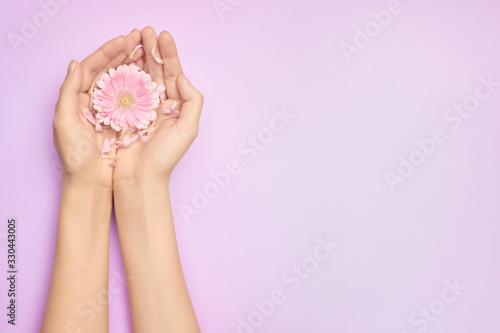 Closeup womans hand with a bright pink gerbera flowers on a purple backround with copy space. Womens health concept. Concept of an advertisment of cosmetic product or skin care.