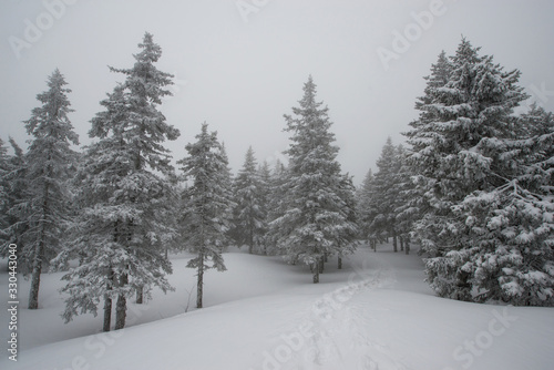 snow-covered, coniferous, white forest, after a night of snowfall and a waving path among fir trees © Павел Чигирь